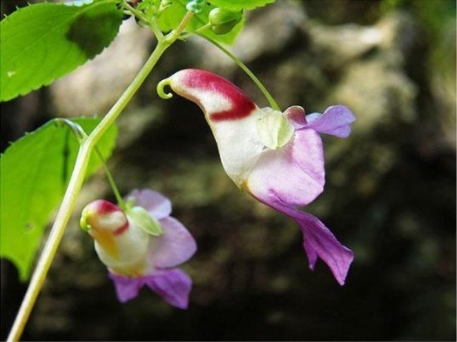 C:\Users\Home\Downloads\original-flowers_look_like_something_else_8.jpg